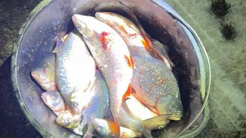 Za nielegalny połów ryb grozi do dwóch lat więzienia