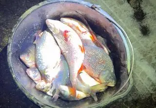 Łowili ryby na szarpaka