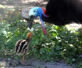 Kazuar hełmiasty wykluł się w stołecznym zoo