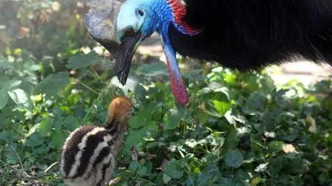 Agresywny nielot z tajemniczym hełmem. Kazuar wykluł się w warszawskim zoo