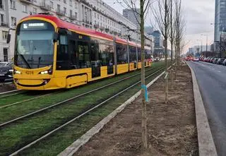 115 nowych drzew. Rozpoczęło się sadzenie na Marszałkowskiej