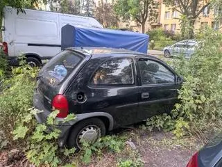Kaczki siedziały w rozgrzanym samochodzie 