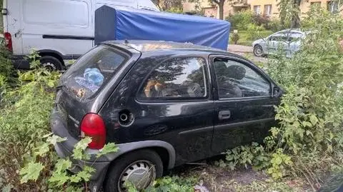 Kaczki siedziały w rozgrzanym samochodzie 