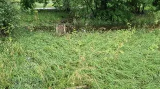 Podwyższony poziom wody w Potoku Służewieckim 