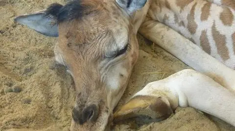 Nowi mieszkańcy zoo: żyrafka, małpki i jelonki