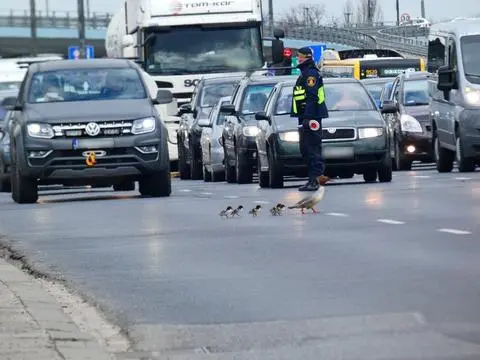 Nurogęsi wędrują przez ruchliwą Wisłostradę