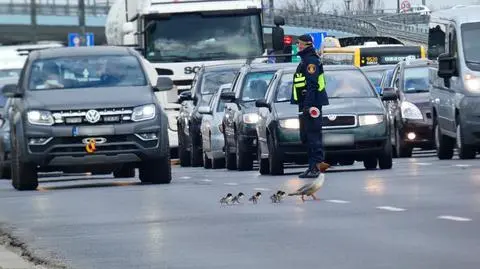 Nurogęsi wędrują przez ruchliwą Wisłostradę