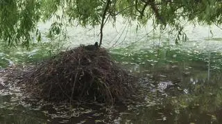 Na gnieździe kaczka łyska