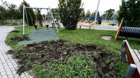 Zryta ziemia i zniszczone trawniki. Dziki znów odwiedziły popularny park