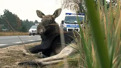 Łoś wbiegł pod samochód