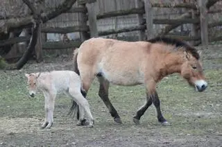 W warszawskim zoo urodziła się klaczka konia Przewalskiego