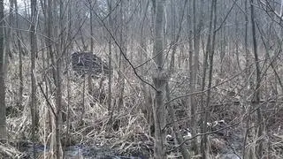 Na terenie rezerwatu są ślady działalności bobrów