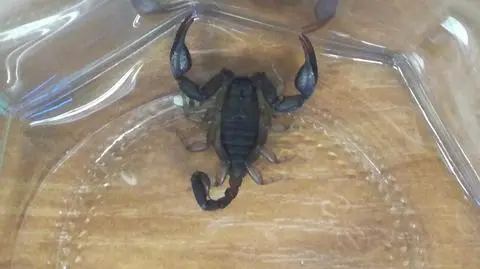 "Pamiątka" z wyjazdu do Chorwacji. Skorpion w bagażu 