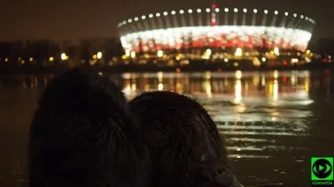 Warszawskie bobry pozują... na tle stadionu