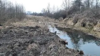 Prace toczyły się na terenie rezerwatu Wieliszewskie Łęgi