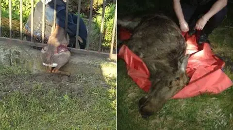 Łoś na Grójeckiej i sarna między prętami płotu