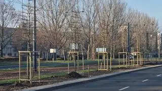 Nowe drzewa przy Sobieskiego