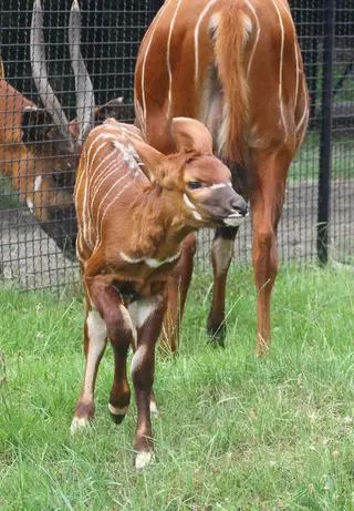 W warszawskim zoo urodziła się antylopa bongo