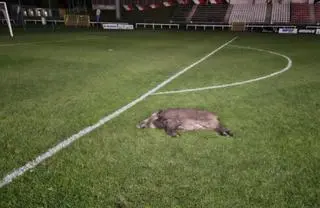 Dzik na stadionie Polonii Warszawa