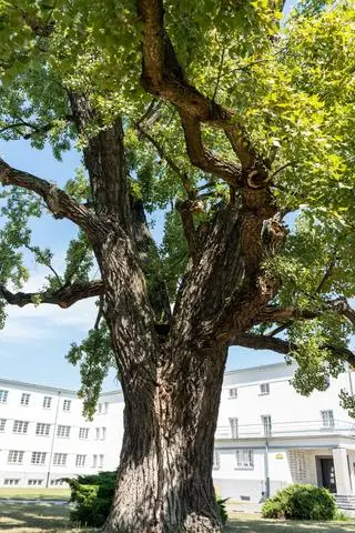 Warszawskie Drzewo Roku