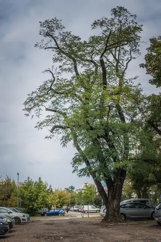 Praga-Południe - robinia biała