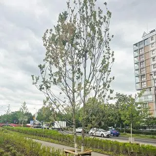 Zmasowany atak
