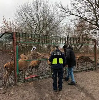 Jelenie uciekły przez dziurę w ogrodzeniu 