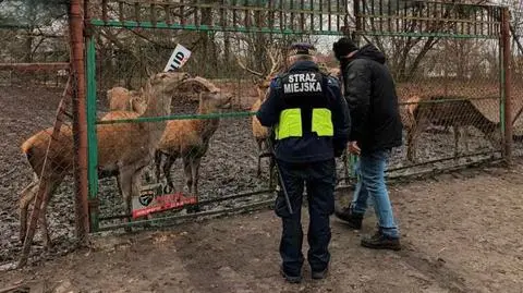 Jelenie uciekły z hodowli przez dziurę w płocie i chodziły po jezdni