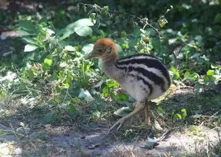 Kazuar hełmiasty wykluł się w stołecznym zoo