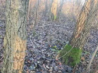 Wnyki zastawione w Kampinoskim Parku Narodowym