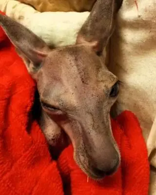 Na świat przyszło w sumie aż pięć kangurów rudych