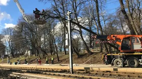Przewróciło się drzewo. Tramwaje nie jeździły przez godzinę