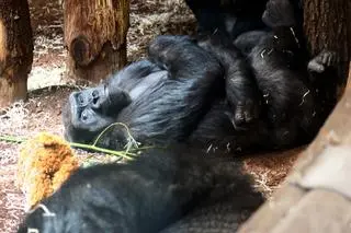 Gorylica w warszawskim zoo