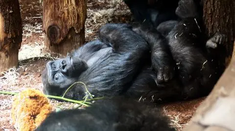 Gorylica w warszawskim zoo