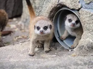 Małe surykatki w warszawskim zoo