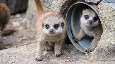 Małe surykatki w warszawskim zoo