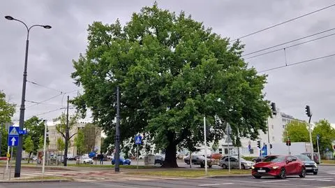 Dąb szypułkowy, który "zagrał" w grze "Wiedźmin 3" 