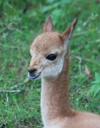 Wikunia przyszła na świat w warszawskim zoo