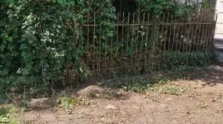 Problem ze szczurami przy bloku na Woli
