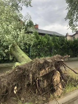 Drzewo przewróciło się na dom w Żyrardowie 