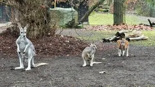 W warszawskim zoo na świat przyszło pięć kangurów rudych