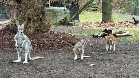 W warszawskim zoo na świat przyszło pięć kangurów rudych