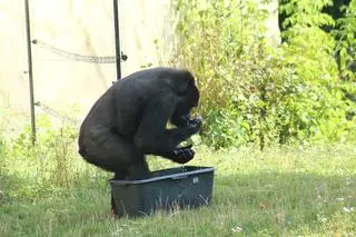 Tak zwierzęta w warszawskim zoo radzą sobie z upałami 