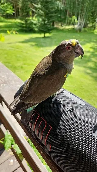 Żoliborz szuka papugi