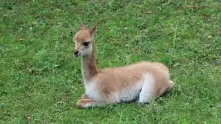 Wikunia przyszła na świat w warszawskim zoo