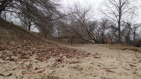 "Sadybiański kangur przeżył zimę". Znów zgłoszenie do straży miejskiej