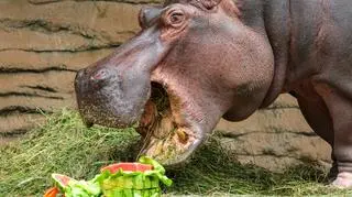 Tak wyglądały 40. urodziny najstarszego hipopotama nilowego w Polsce w Warszawskim Zoo