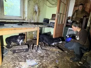 Zaniedbane psy były zamknięte w piwnicy 