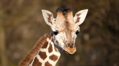 Żyrafa w stołecznym zoo