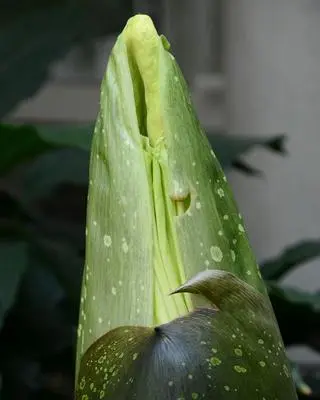 Dziwidło olbrzymie w Ogrodzie Botanicznym UW